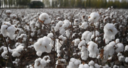 Cotton Xinjiang Force Labor Better Cotton Initiative