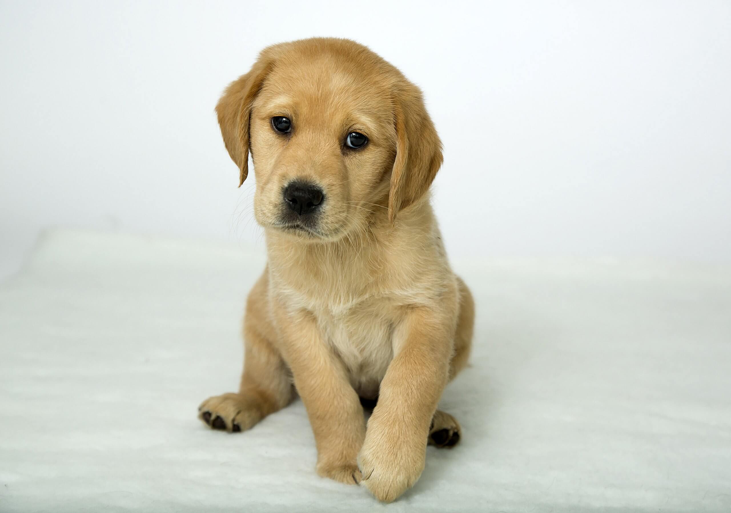 Guide Dogs Joins Bulldog Licensing Portfolio image