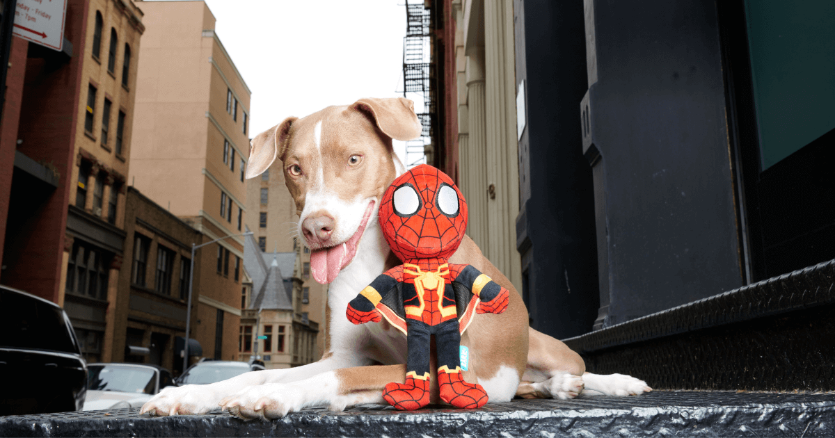 BarkBox and Super Chewer Launch Limited Edition Spider-Man Boxes Ahead of the Film Release image