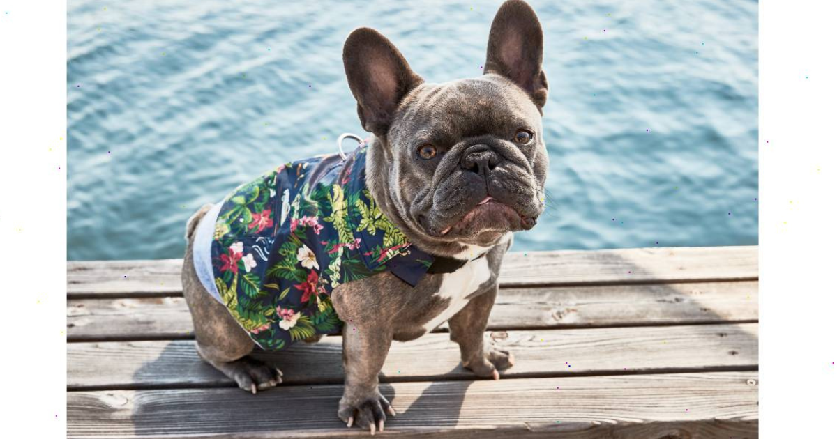 Gucci Unveils New Pet Collection of Collars, Bowls + More, Photos