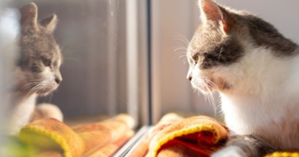 Cats Protection Appoints Brands with Influence to Manage Licensing Rollout image