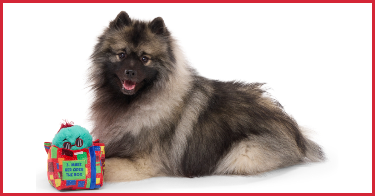 Bark Launches Dog Toy with Saturday Night Live image