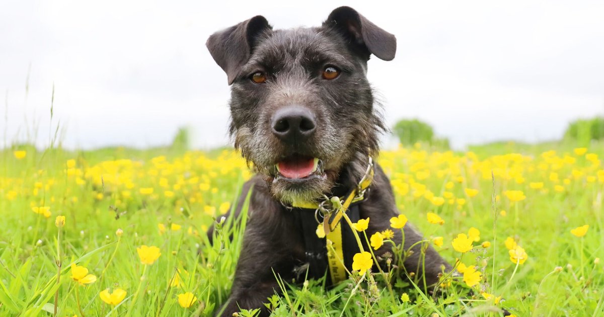 Paws for Applause: Dogs Trust Partners with IPR Licensing  to Unleash New Opportunities image