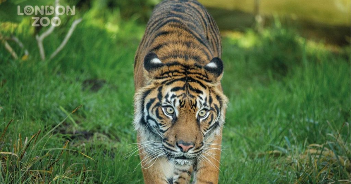 Pelham Leather Goods Ltd Announces Exciting New Partnership with London Zoo Launching SS26 image