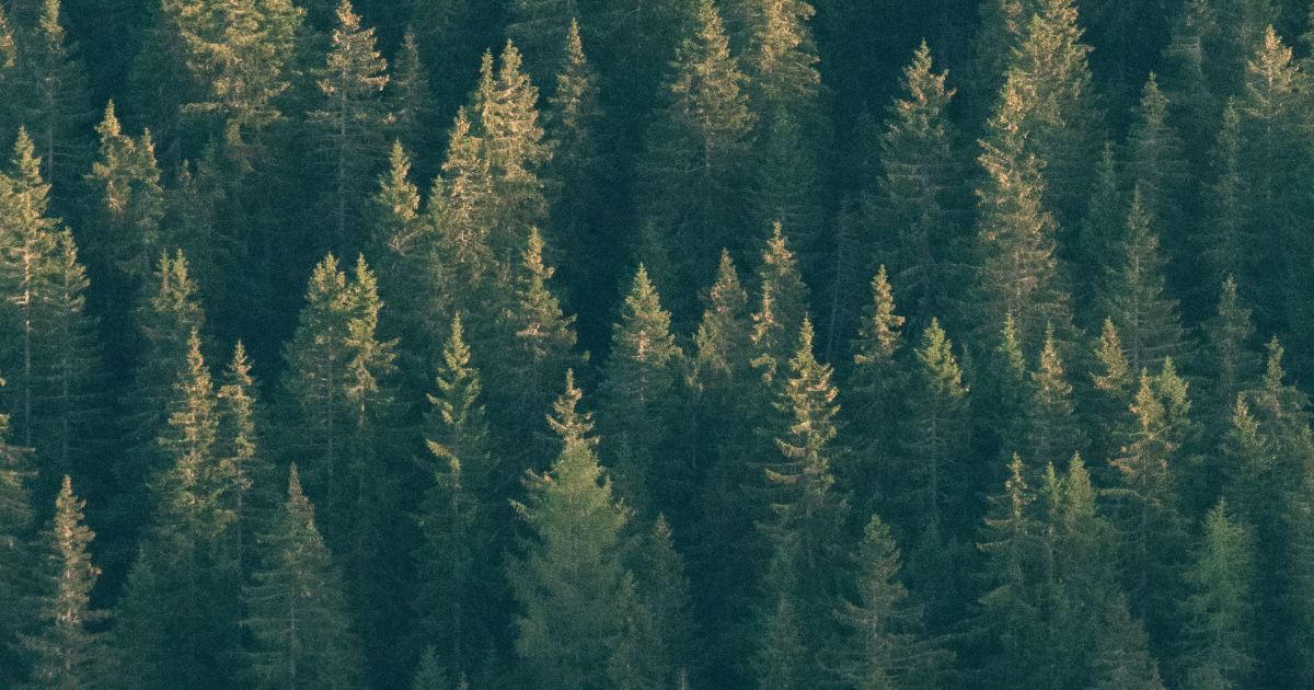 Your Guide to the EU Deforestation Regulation image