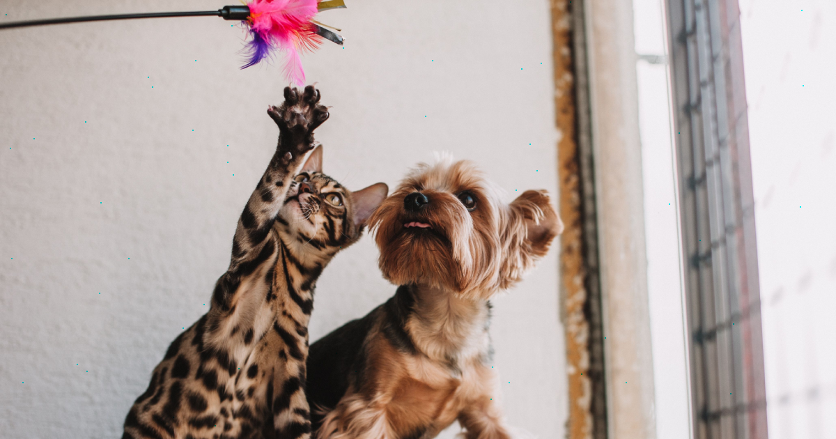 Why Consumers Are Spending More Than Ever on Their Pets image